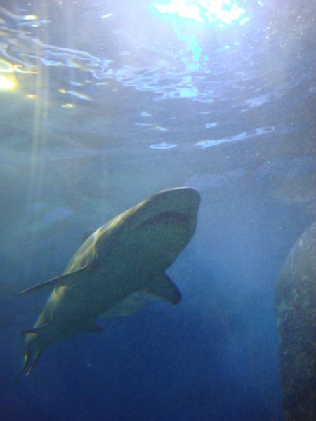 Shark at the aquarium