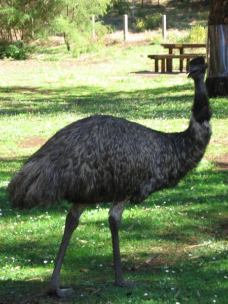 A wild emu