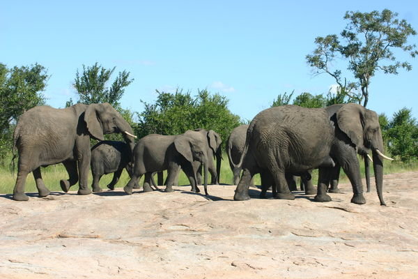 So Many Elephants
