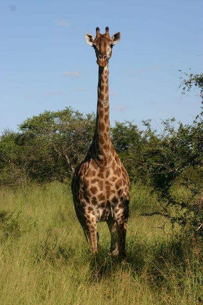 Jenny Loves Giraffes