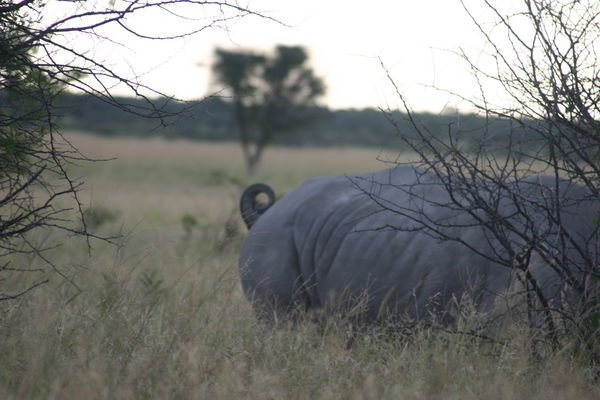 This Rhino has a Curly Q Tail