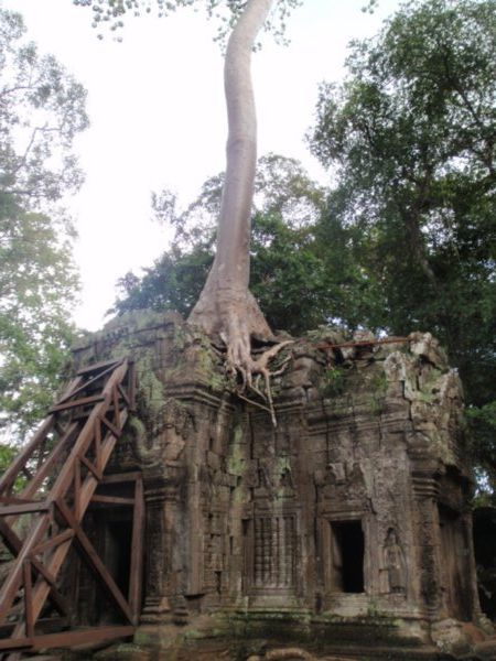 Trees growing out of the Temple