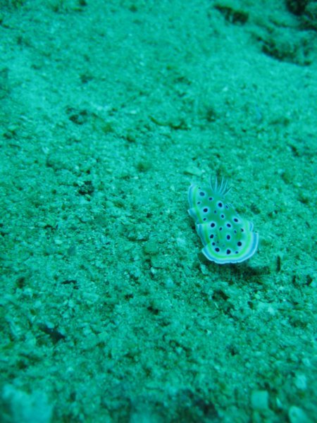 Amazing Sea Slug