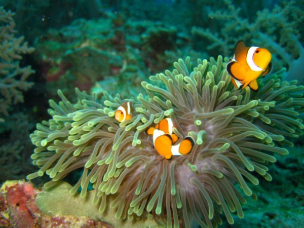 Clownfish: not funny at all