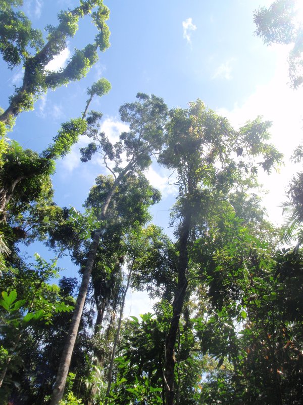 Rainforest outside Kurnaga