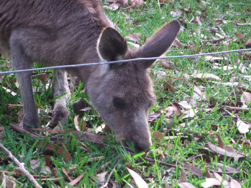 Kangaroo at Jervis Bay