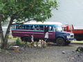 the Fagaloa bus