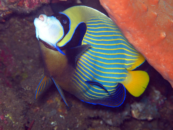 Angelfish Amed Indonesia dive
