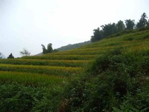 rice paddy fields