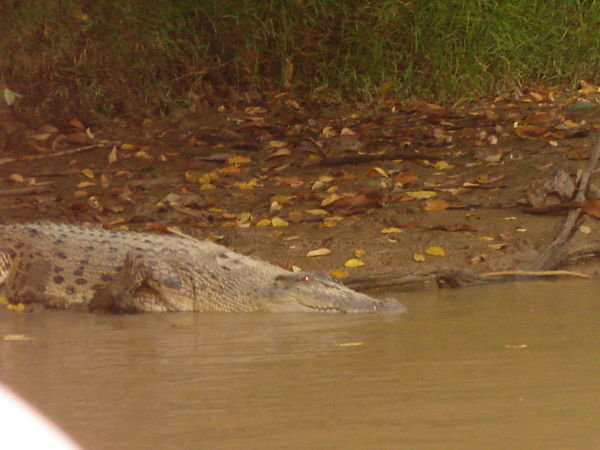 Krokodil am Kota Kinabatangan