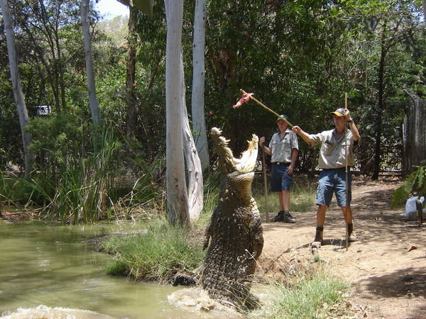 Krokodilfuetterung in einem Wildlife Park Nahe Townsville