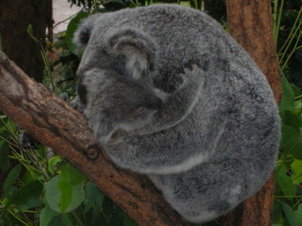 Mum & Baby Koala