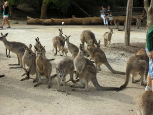 Feeding time for Kangaroos