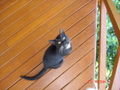 Our little Gato in Arenal