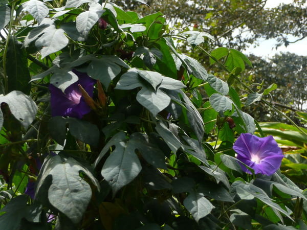 Flowers in Munnar
