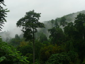 Rainforest Rain!