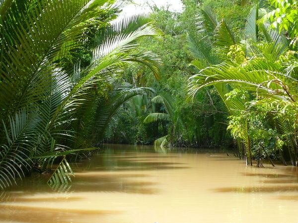 Mangroves in the Mekong Delta