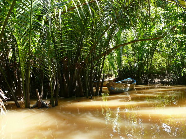 Mangroves in the Mekong Delta