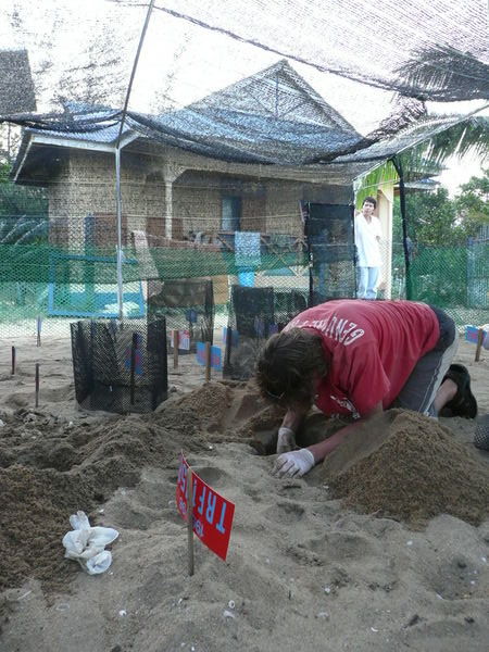 Digging for Baby Turtles!