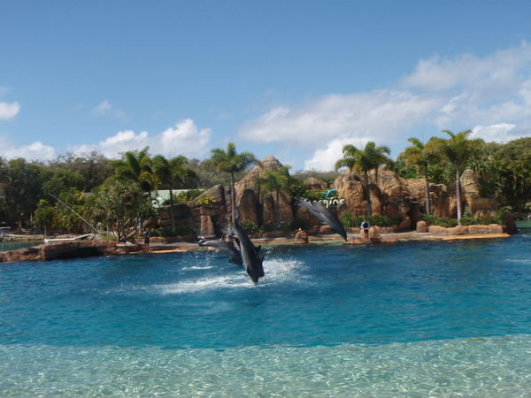 The Dolphin show