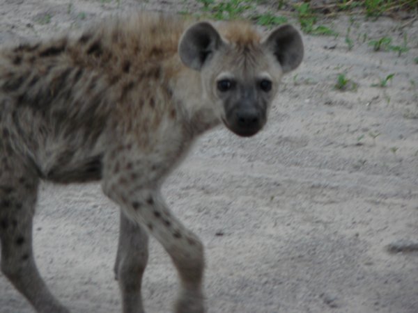 Lone Hyena