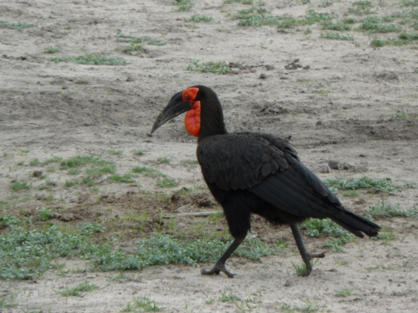 Red-neck black buzzard