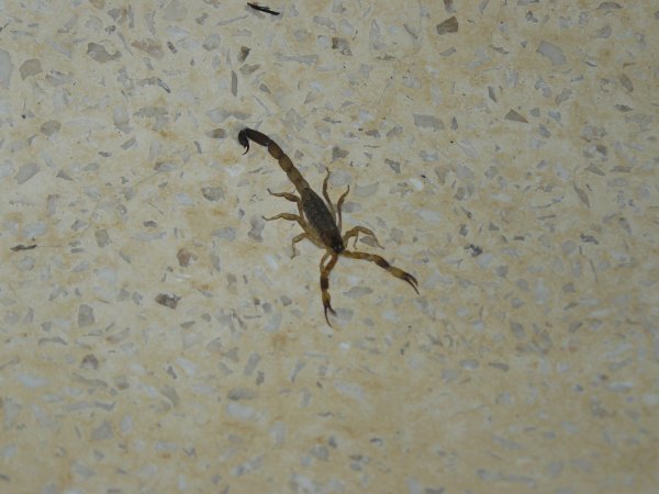 Rare Bathtub Scorpion