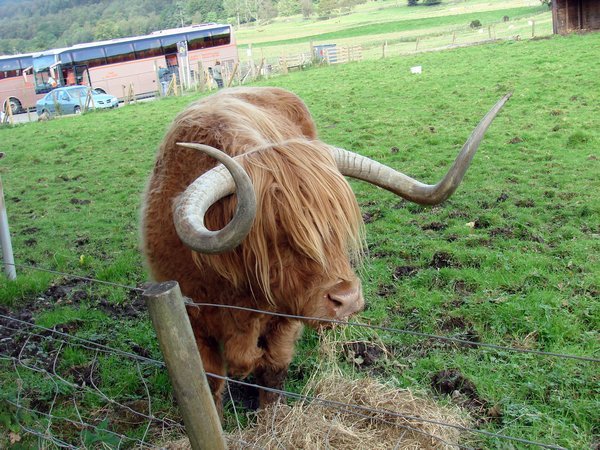 Hammish the Scottish Bull