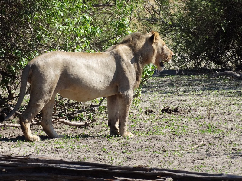 Male Lion -- buffalo approaching