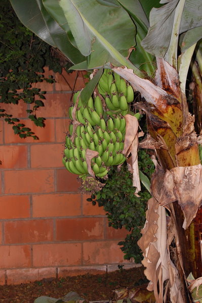 Banany w srodku miasta