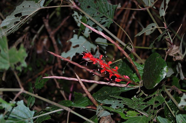 Jungle Flower.