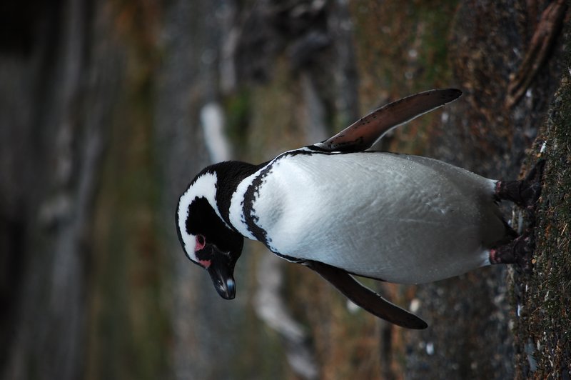 Pingwin magellański (Spheniscus magellanicus)