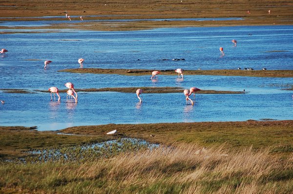 Flamingi w El Calafate