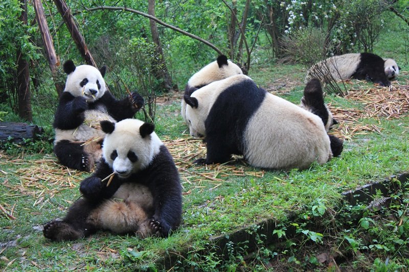 Panda nursery