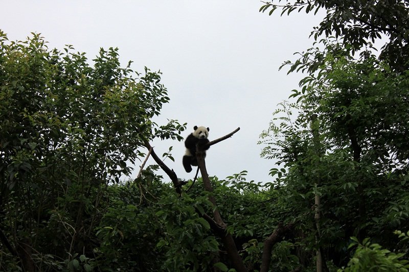 Panda up a tree