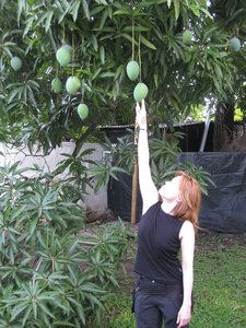 Mangoes in the garden