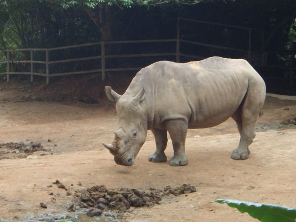Whie Rhino