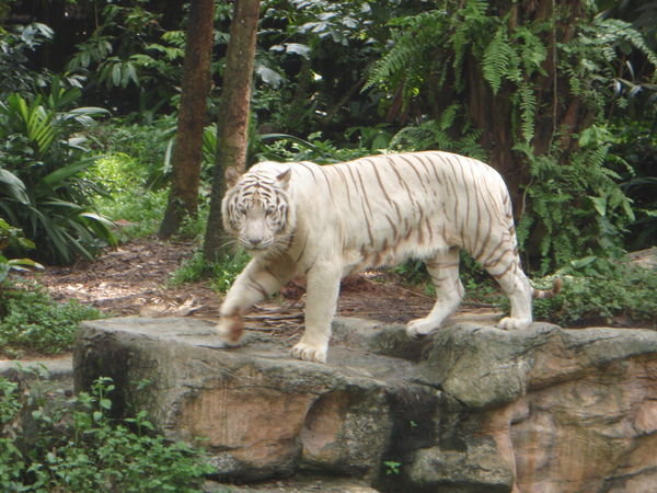 The white Tiger!