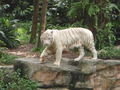 The white Tiger!