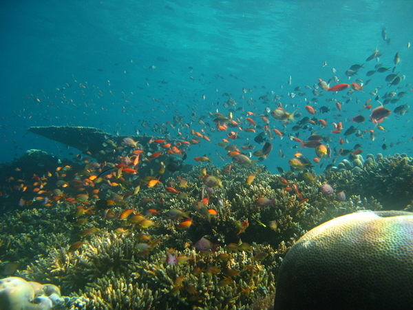 Sipadan Reef