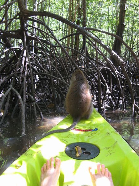 Kayaking a Krabi