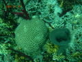 koraaltjes