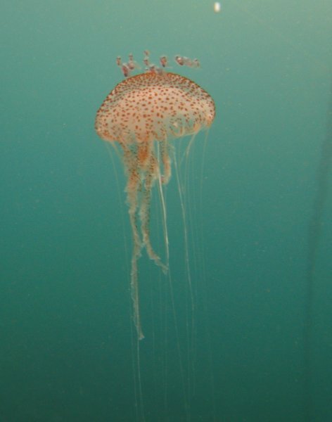 warty jellyfish