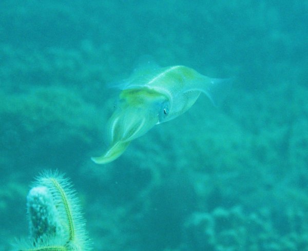 Caribbean reef squid