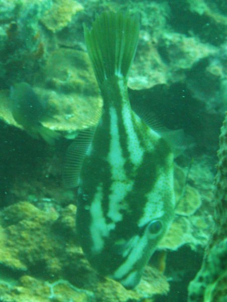 orange filefish