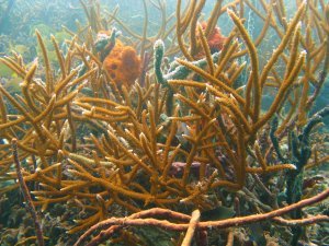 Staghorn koraal