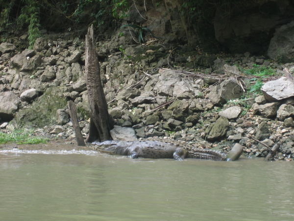 Krokodile im Canyon