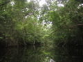 Kayaken im Dschungel...