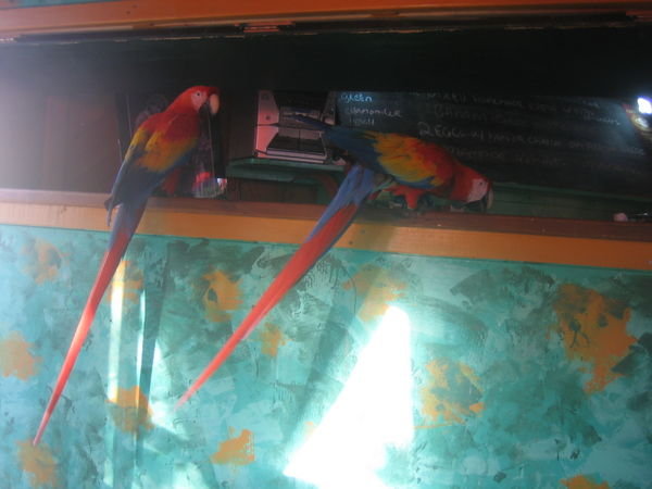 Papageien im Fruehstueckssalon
