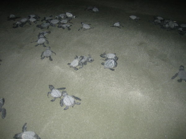 Turtlebabies am Weg ins Meer (kurz nach dem Schluepfen)